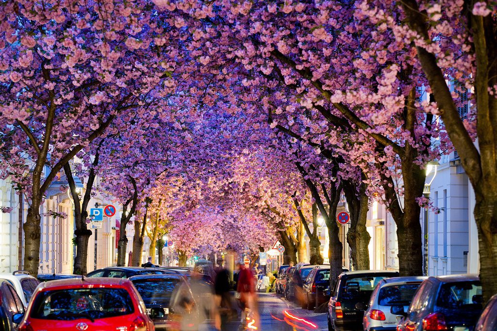 Flowering cherry trees created a gorgeous tunnel over a street in Bonn, Germany. Flowering cherry trees created a gorgeous tunnel over a street in Bonn, Germany.