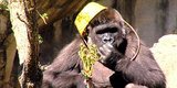 Watch These Gorillas Go On An Egg-Cellent Easter Hunt Watch These Gorillas Go On An Egg-Cellent Easter Hunt
