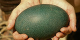 Emu Eggs Are Crazy-Looking And They Might Be The Next Big Thing Emu Eggs Are Crazy-Looking And They Might Be The Next Big Thing