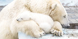 Polar Bear Cub Nestled With Mother Will Fill Your Heart With Warm, Fuzzy Feelings (PHOTOS) Polar Bear Cub Nestled With Mother Will Fill Your Heart With Warm, Fuzzy Feelings (PHOTOS)