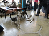 America's First Cat Café Opens in NYC America's First Cat Café Opens in NYC