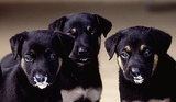 Foods That Make Dogs Gassy Foods That Make Dogs Gassy