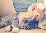 10 Cute Cats Celebrate (Photos) 10 Cute Cats Celebrate (Photos)