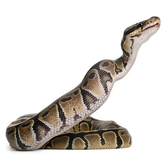 Image Image