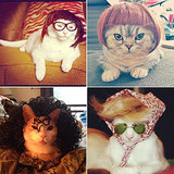 Is There Anything Better Than Cats Wearing Wigs?