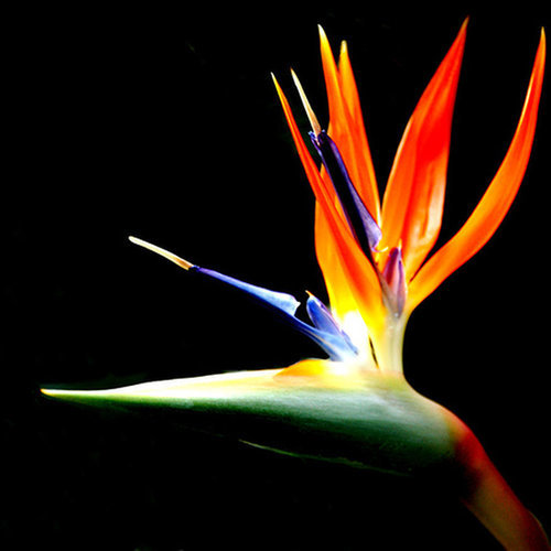 Flower B