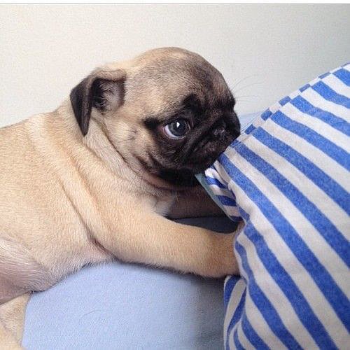Puppy F