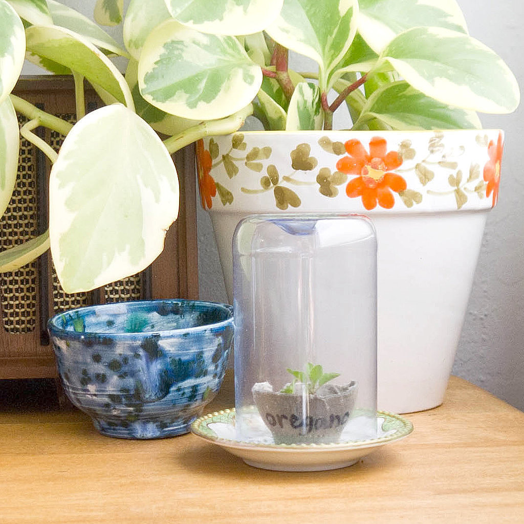 Mini Greenhouse Mini Greenhouse