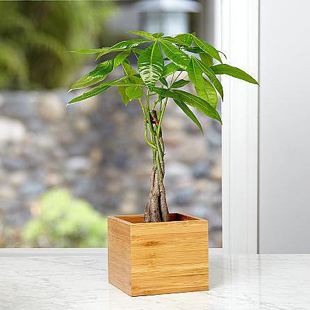 Money Tree Money Tree