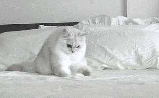 Bedtime Bedtime