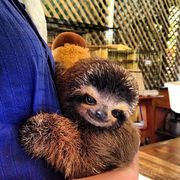 Hug a Sloth in Costa Rica Hug a Sloth in Costa Rica