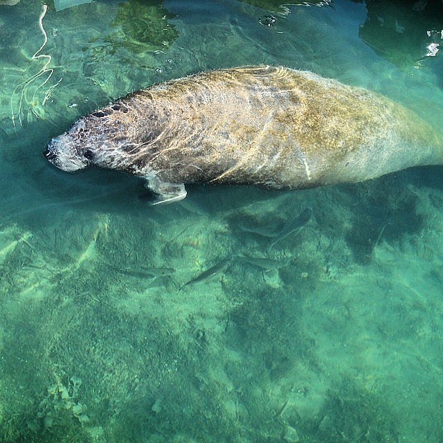 Laze Around With Manatees in Florida Laze Around With Manatees in Florida