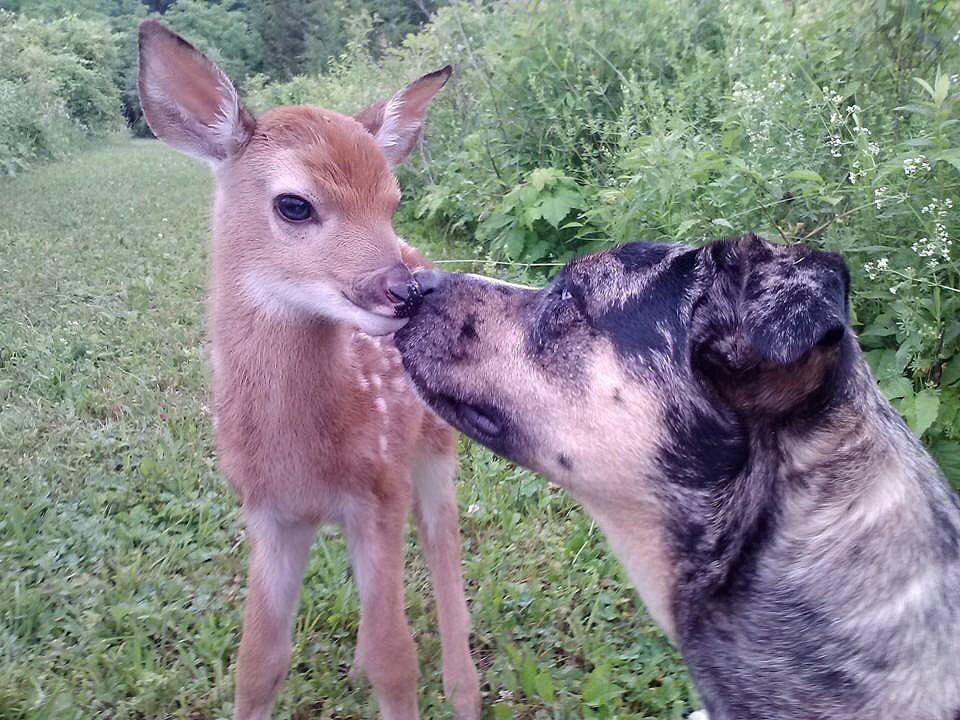 "So my friend's dogs found a baby deer."
Source: Reddit user martialartjesse via Imgur
"So my friend's dogs found a baby deer."
Source: Reddit user martialartjesse via Imgur