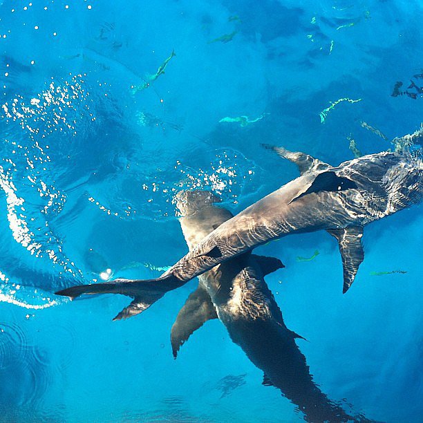 Swim With Sharks in the Bahamas Swim With Sharks in the Bahamas