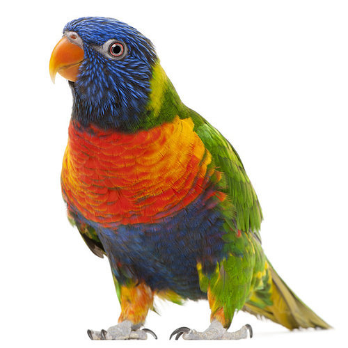 Image Image