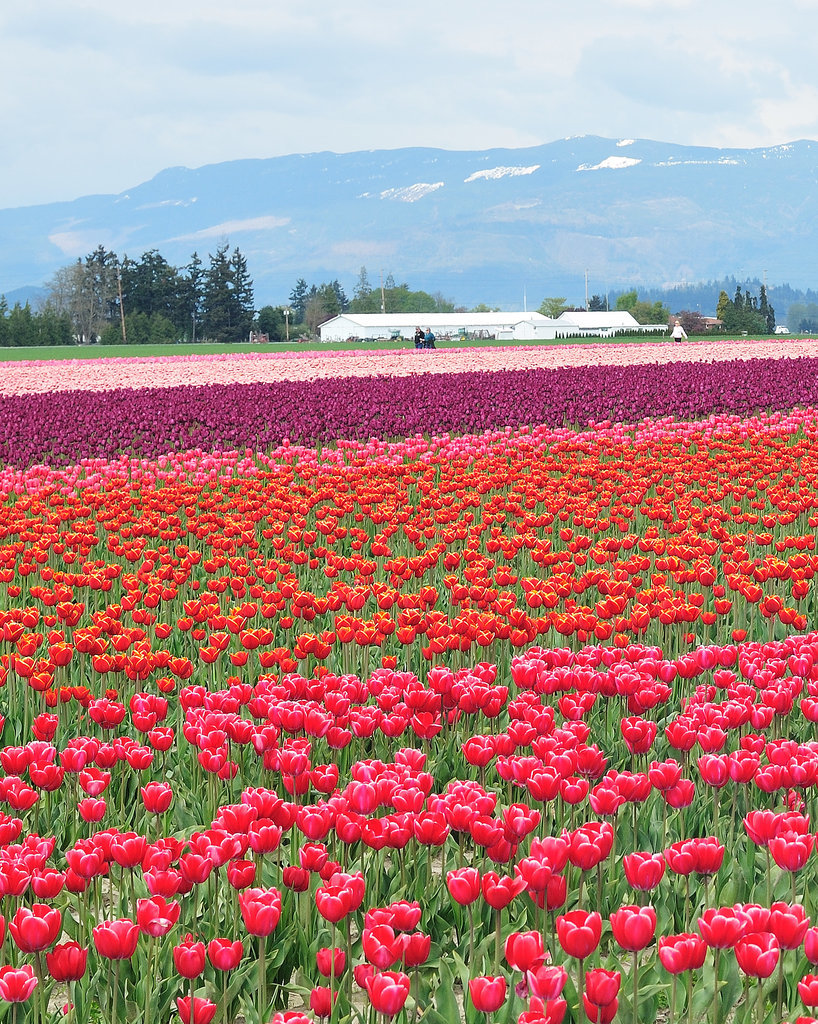 Skagit Tulip Fields Skagit Tulip Fields