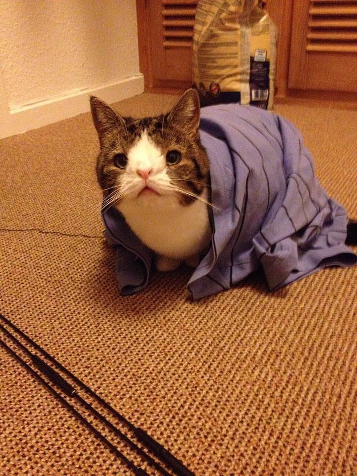"Monty, the cat without a nasal bone."
Source: Imgur user clauzenberger
"Monty, the cat without a nasal bone."
Source: Imgur user clauzenberger