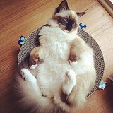 Cat Slang Cat Slang