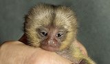 15 Cute Monkey Babies 15 Cute Monkey Babies