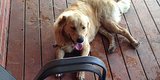 Here Are Practical (And Somewhat Repulsive) Ways To Repurpose Your Dog Or Cat's Hair Here Are Practical (And Somewhat Repulsive) Ways To Repurpose Your Dog Or Cat's Hair