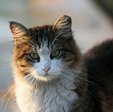 Really? Australia Plans to Kill Feral Cats With "Curiosity" Poison Really? Australia Plans to Kill Feral Cats With "Curiosity" Poison