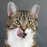 Ask a Vet: Is There an Ideal Diet for Cats? Ask a Vet: Is There an Ideal Diet for Cats?