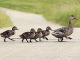 Driver Stops to Help Ducklings, Gets $100 Ticket Driver Stops to Help Ducklings, Gets $100 Ticket