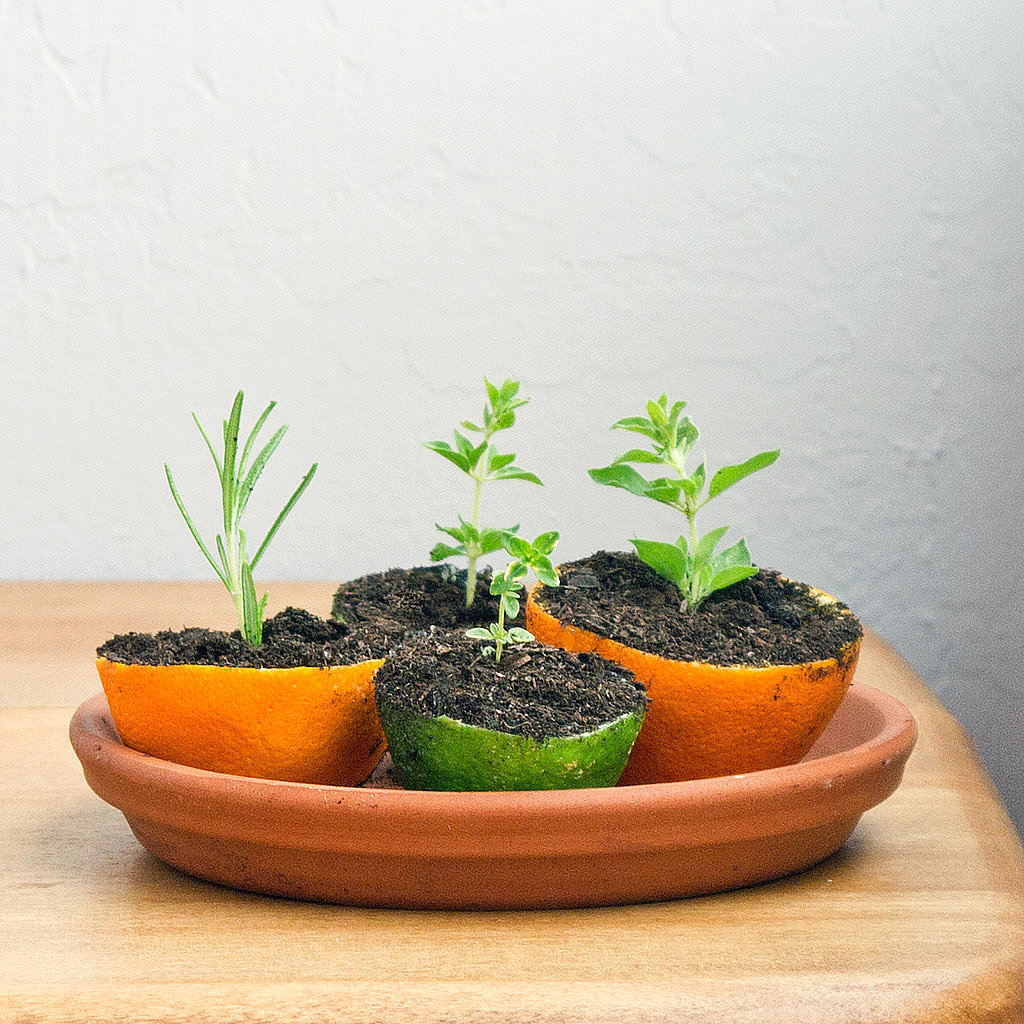 Rind Seed Starters Rind Seed Starters