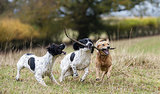 Dogs Get Especially Jealous of Other Dogs Dogs Get Especially Jealous of Other Dogs