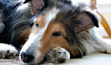 7 Common Ailments in Senior Dogs 7 Common Ailments in Senior Dogs