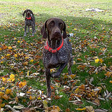 Get to Know the German Shorthaired Pointer: Making the Point on the Hunt and at Home Get to Know the German Shorthaired Pointer: Making the Point on the Hunt and at Home