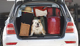 'The Dog Lover's Guide to Travel' by Kelly E. Carter 'The Dog Lover's Guide to Travel' by Kelly E. Carter