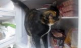 Ingenious Cat Swipes Fish From Freezer Ingenious Cat Swipes Fish From Freezer