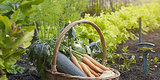 This Genius Cheat Sheet For Gardeners Tells Where And When To Plant Your Vegetables This Genius Cheat Sheet For Gardeners Tells Where And When To Plant Your Vegetables