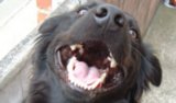 10 Odd Dog Habits Explained 10 Odd Dog Habits Explained