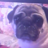 Watch Out for Paranormal Activity Around Your Pug Watch Out for Paranormal Activity Around Your Pug