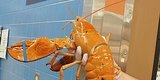 Rare, Yellow Lobster Rescued From Florida Supermarket Rare, Yellow Lobster Rescued From Florida Supermarket