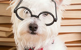 The 10 Best Dog Names From the "Harry Potter" Universe The 10 Best Dog Names From the "Harry Potter" Universe