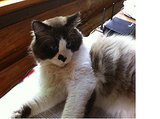 Let's Talk: Would You Join a Grief Support Group to Mourn a Cat? Let's Talk: Would You Join a Grief Support Group to Mourn a Cat?