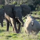 What's Trending: Smart Elephant, Party-Ruining