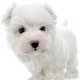 Dogcare