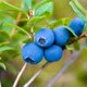 BlueBerryPT BlueBerryPT