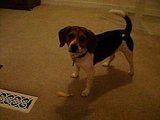 Tossy Pouncey2
