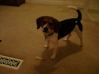 Tossy Pouncey2