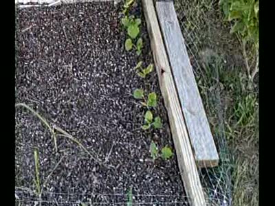 my garden now( much better)