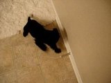 Door Stoppers