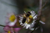 Buzzzzzz...