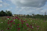 Wild Flowers