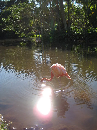 Flamingo