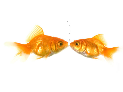 The Kissing Goldfish